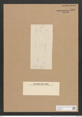 Amphiprora didyma = donkiniae sp.? W. Sm. (de-Toni-Nr.: Genus 29) Zeichnungen Sammlung Grunow Nr. 2582 (NHMW-BOT-W0369768)